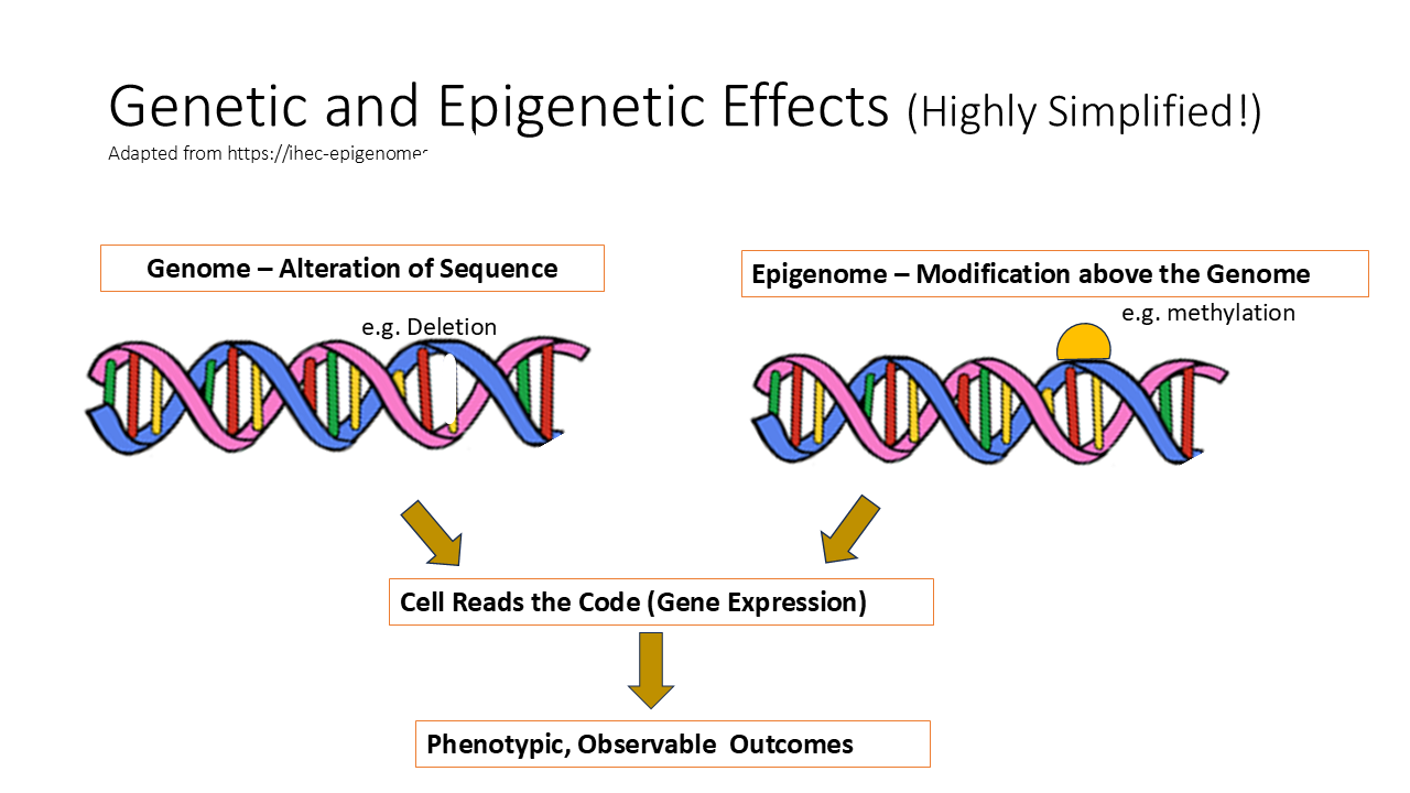 Genetic and Epigenetic Effects 26