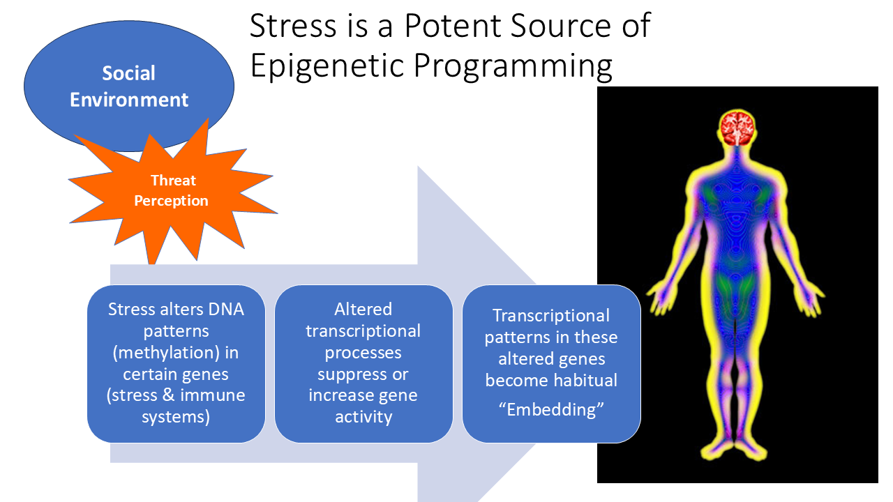 Stress is a Potent Source of Epigenetic Programming 27