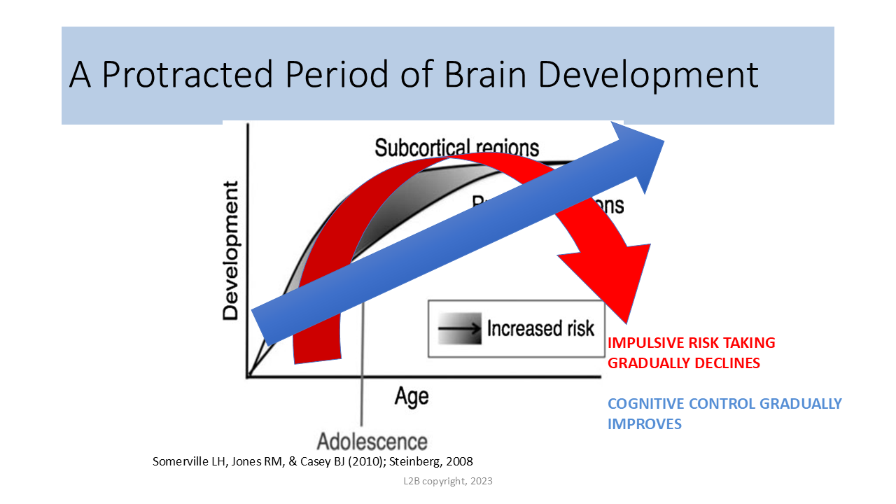 A Protracted Period of Brain Development 108