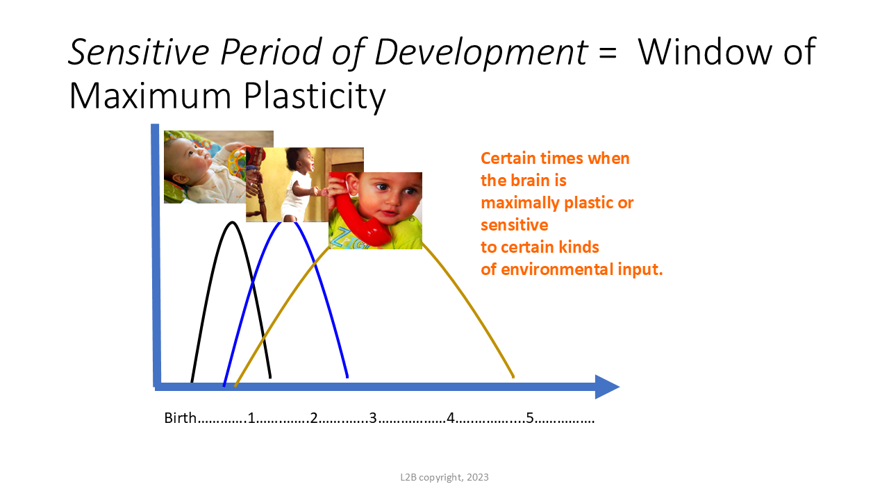 Sensitive Period of Development = Window of Maximum Plasticity 126