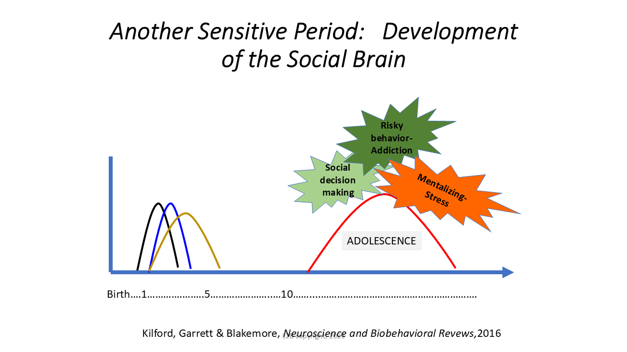 Another Sensitive Period:  Development of the Social Brain 127